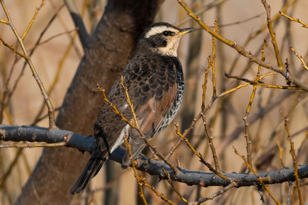 小鳥が集まる横枝です。
