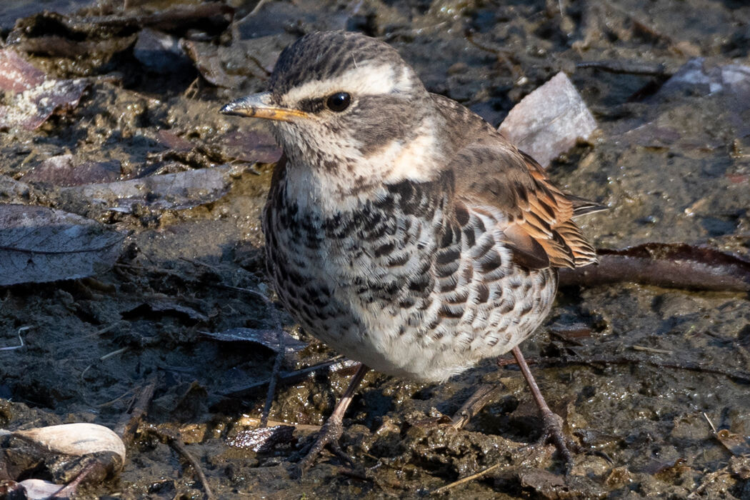 水の減った川に降りてきました。