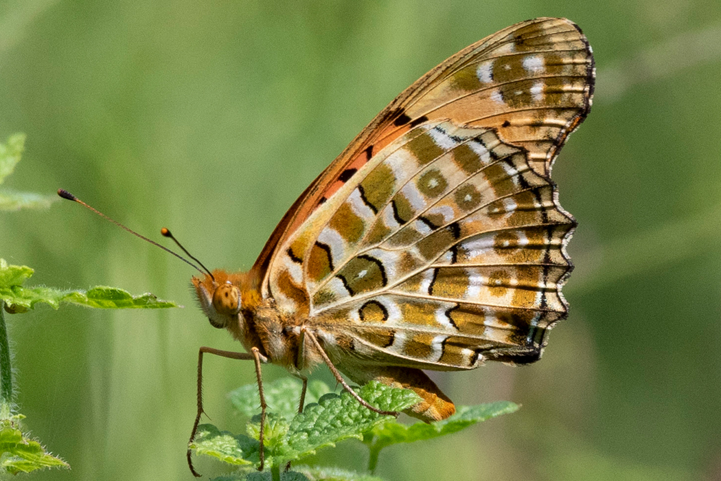 オスの羽の裏側です。