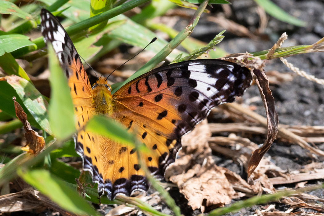 メスの方が少し大きい個体でした。