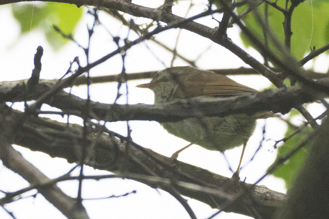 かろうじて姿を見せました。