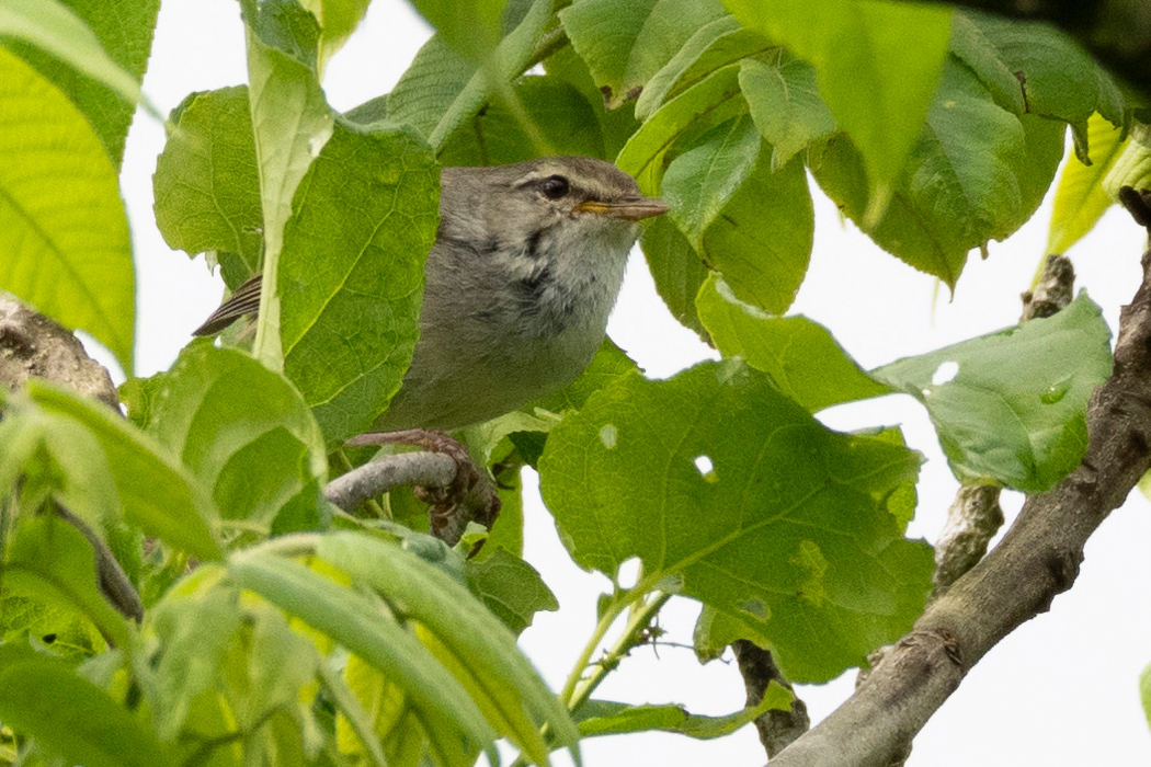 枝の隙間から顔を見せました。