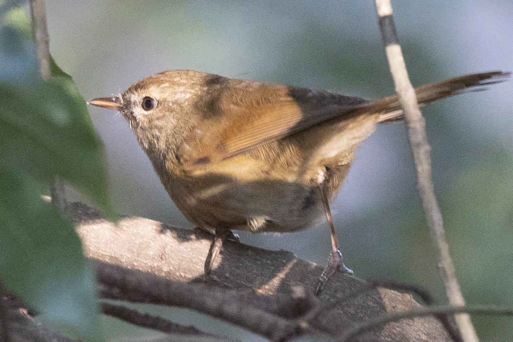 ひなたにも出てきました。
