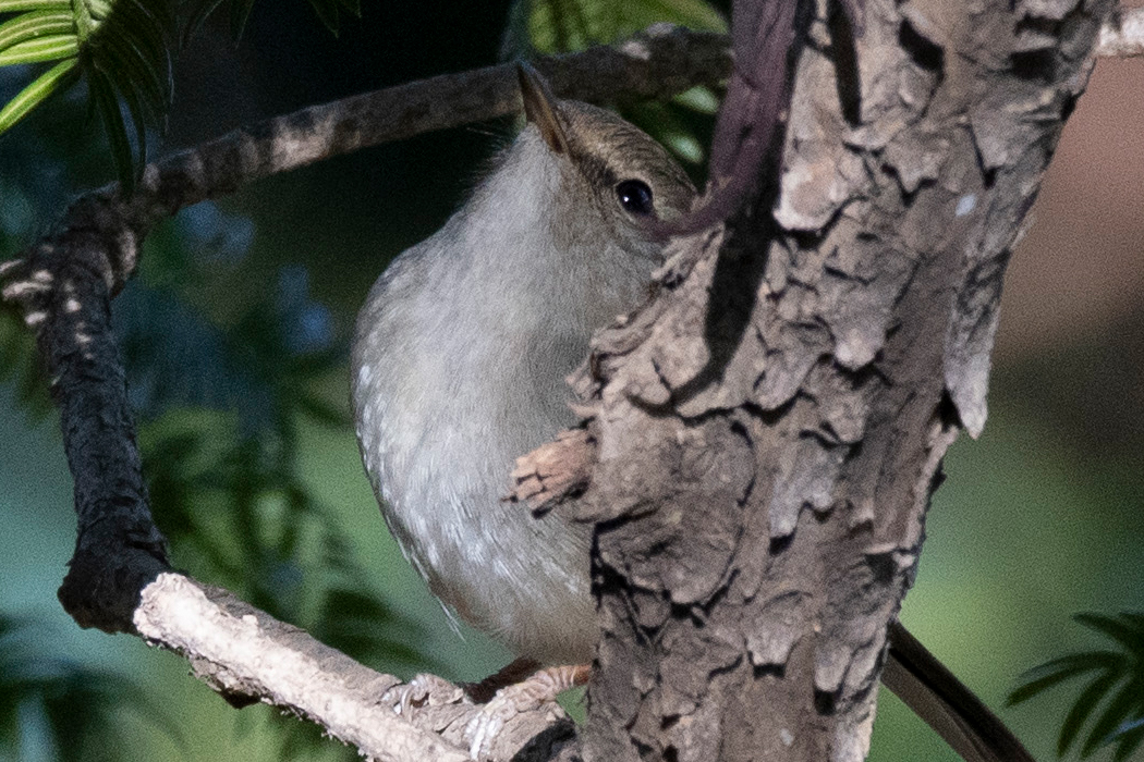お腹が白いです。