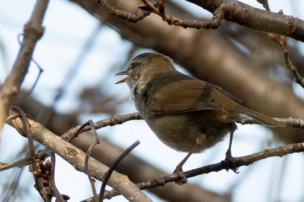 囀っています。