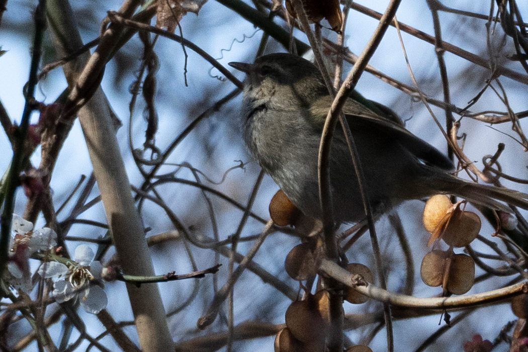こちらは少し淡い色です。