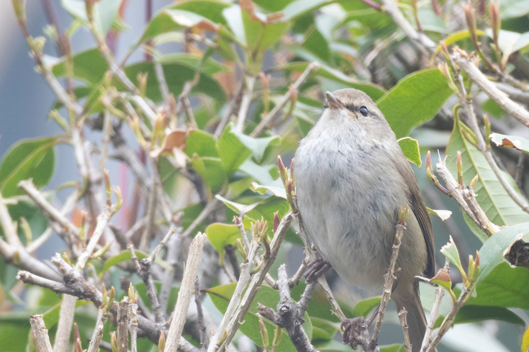 元気に囀っていました。