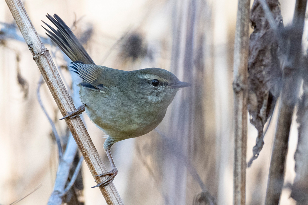 地鳴きをしながら顔を出しました。