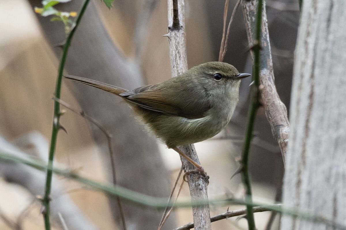 姿を見せました。