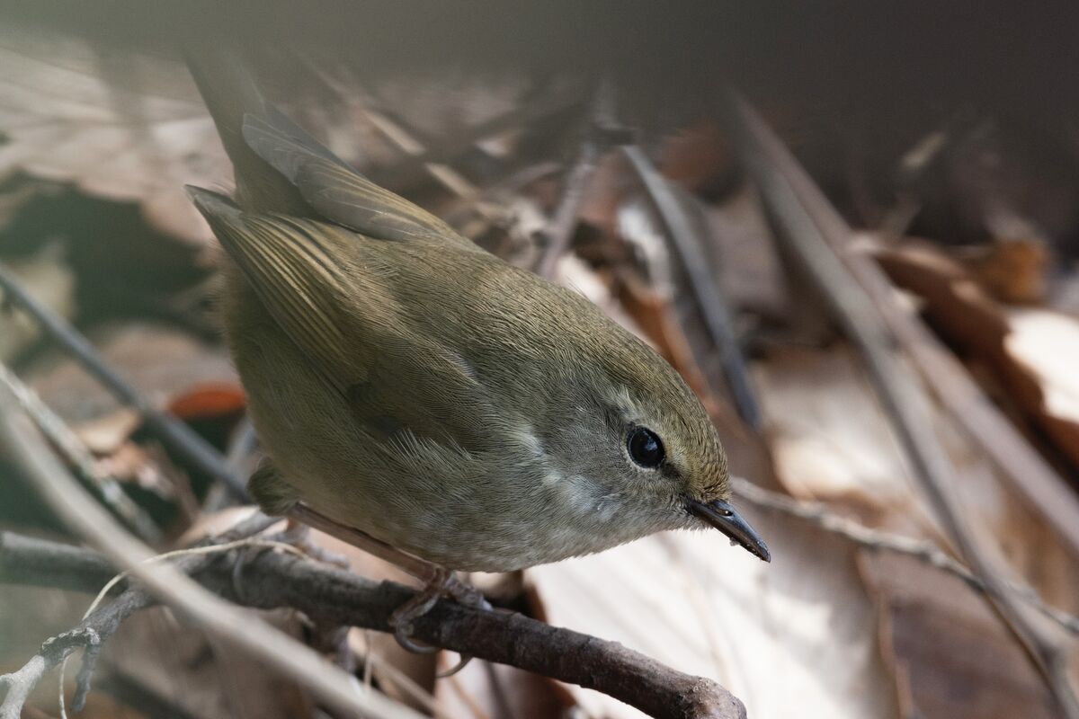 下からこちらを見上げました。