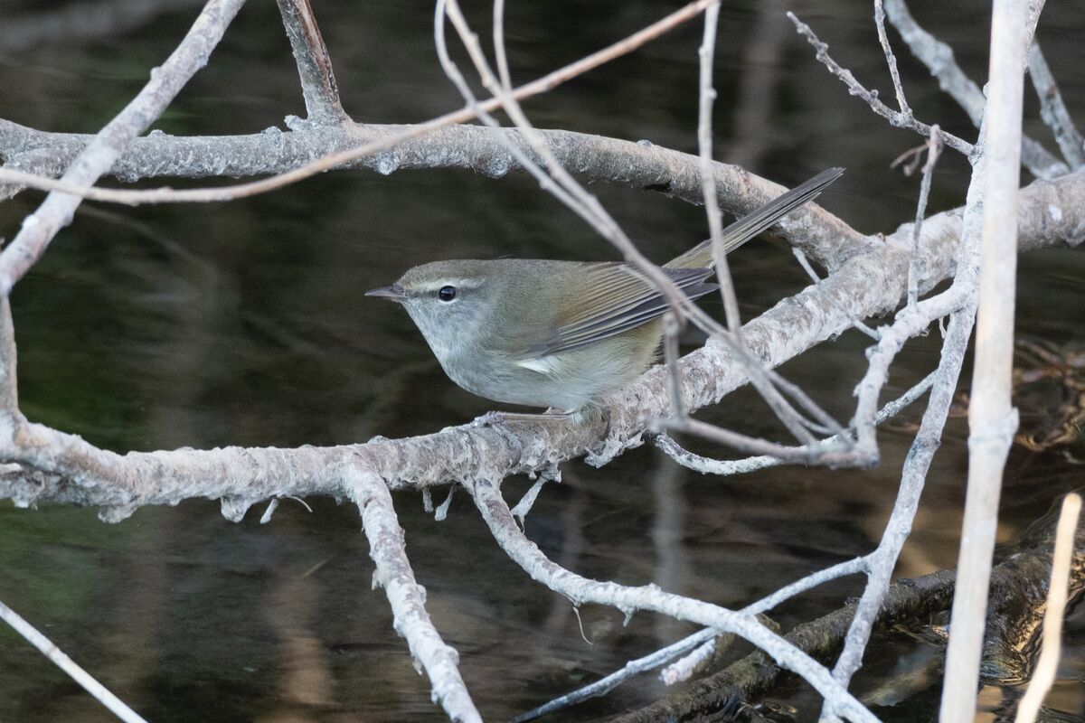 水面近くの枝です。