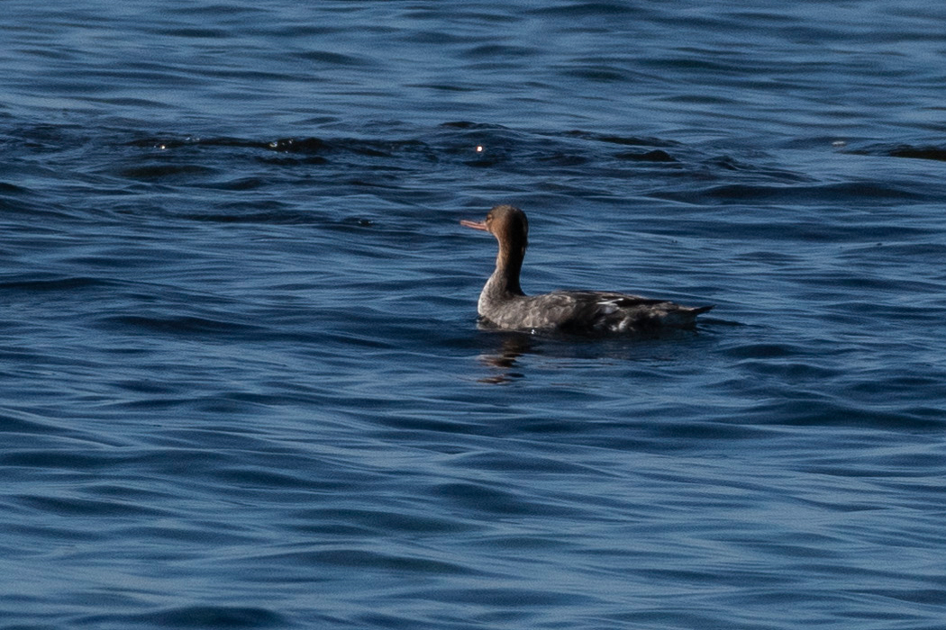 遠くに1羽だけでいました。