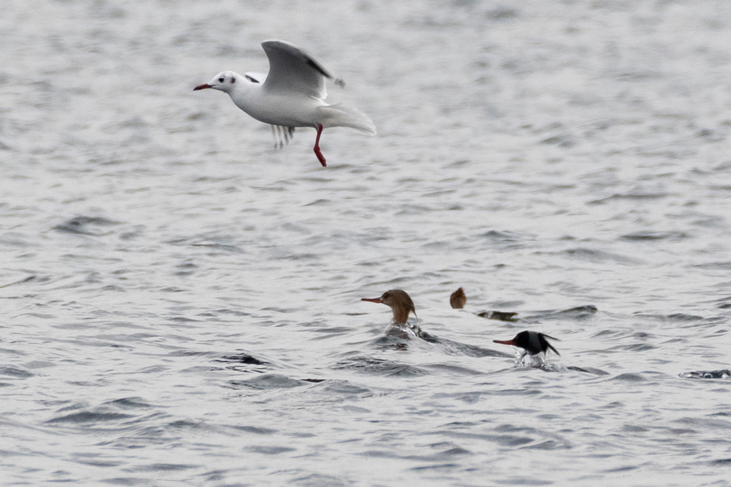 荒崎沿岸でカモメに意地悪をされていました。