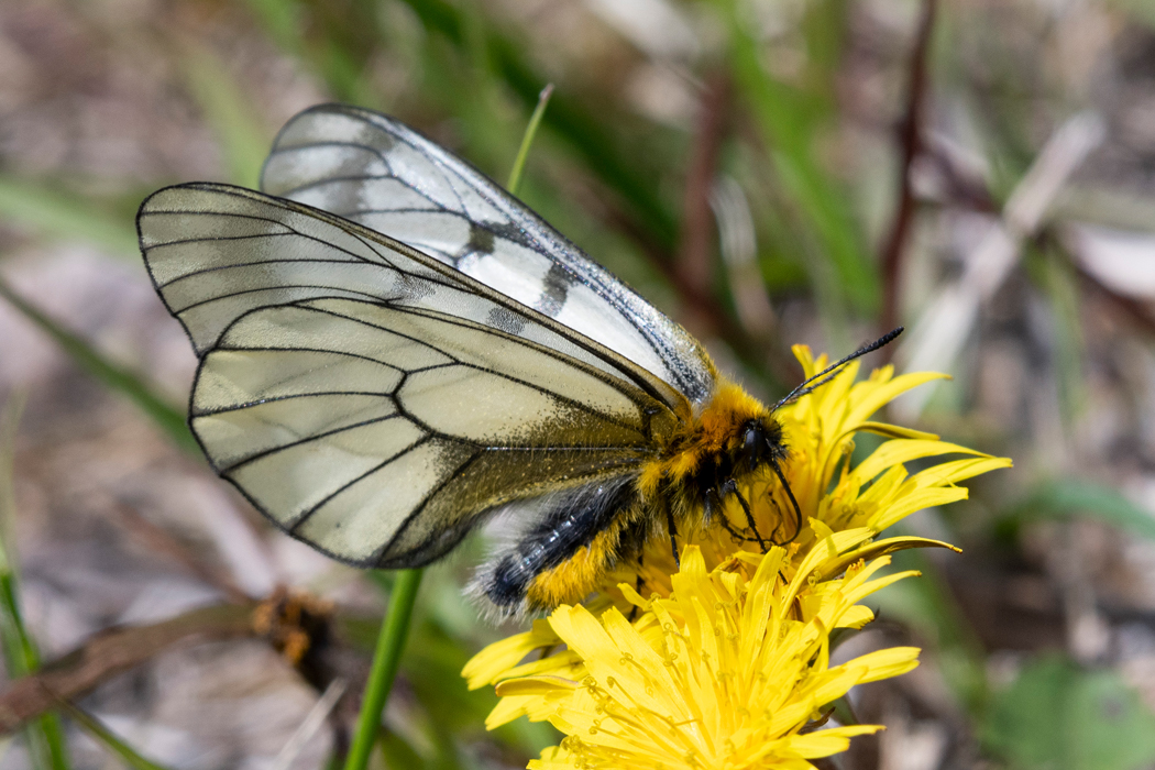 タンポポで吸蜜しています。