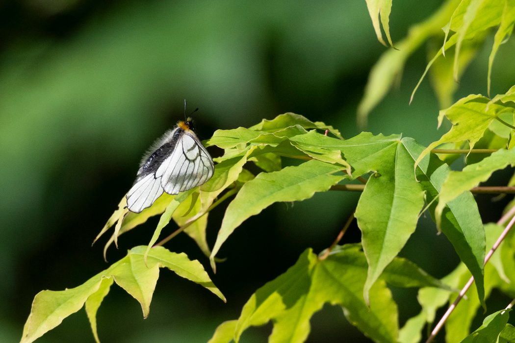 葉の上にとまりました。