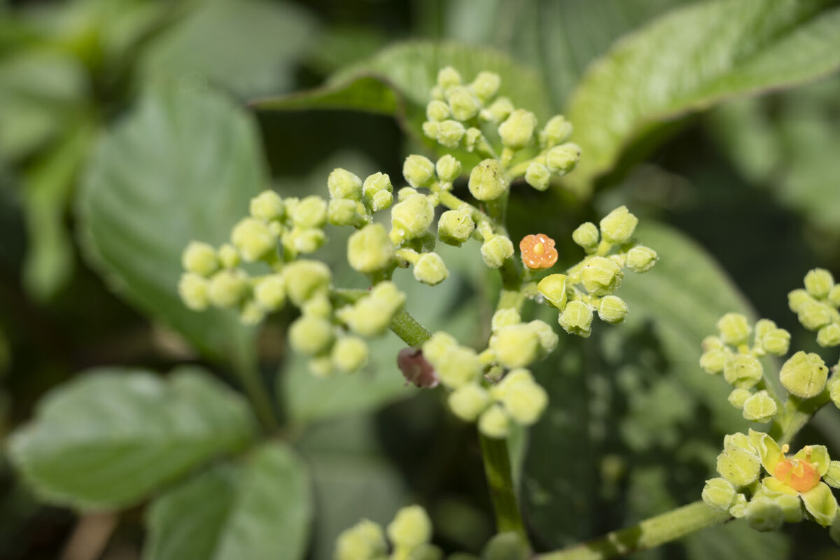 オレンジの花が可愛らしいです。