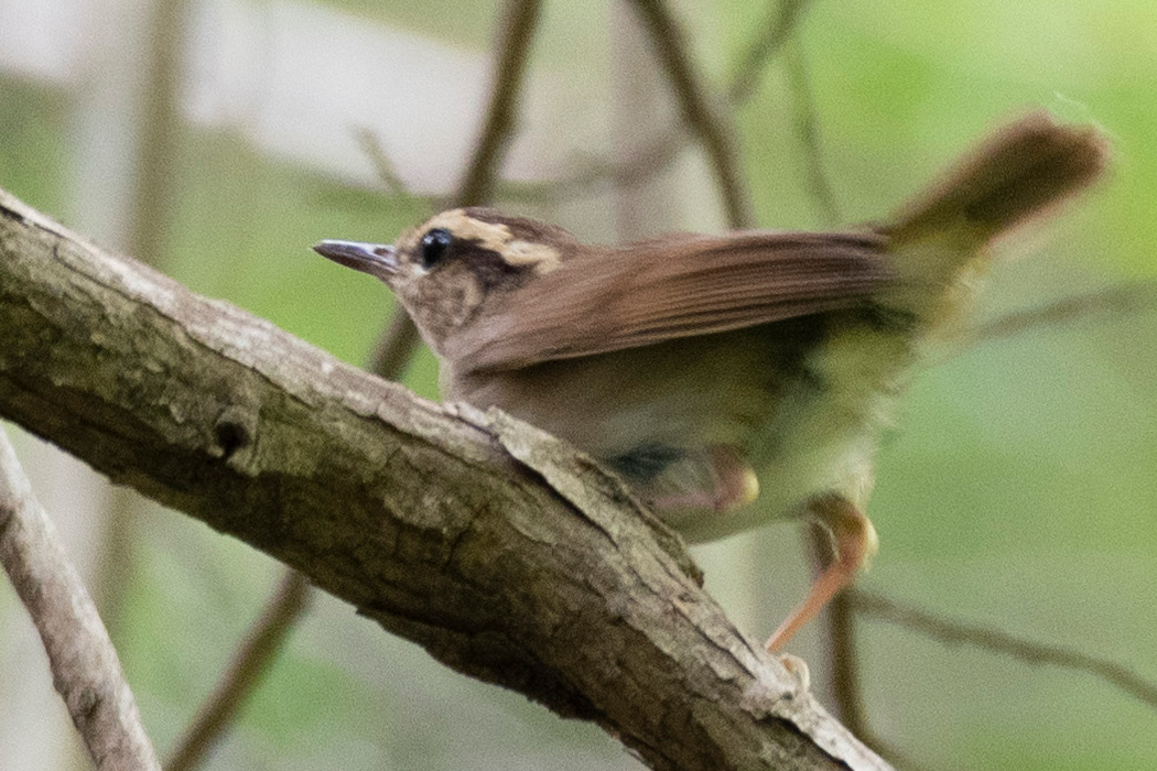 一瞬だけつがいが出てきました。