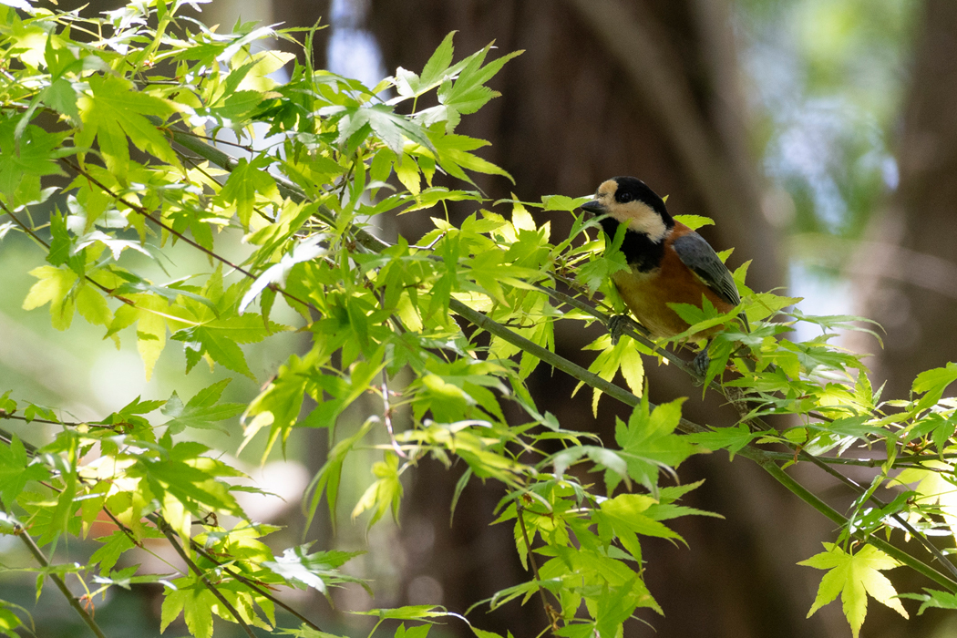 葉の上にのっています。