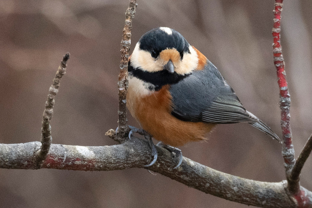 枝に止まってこっちを見ました。