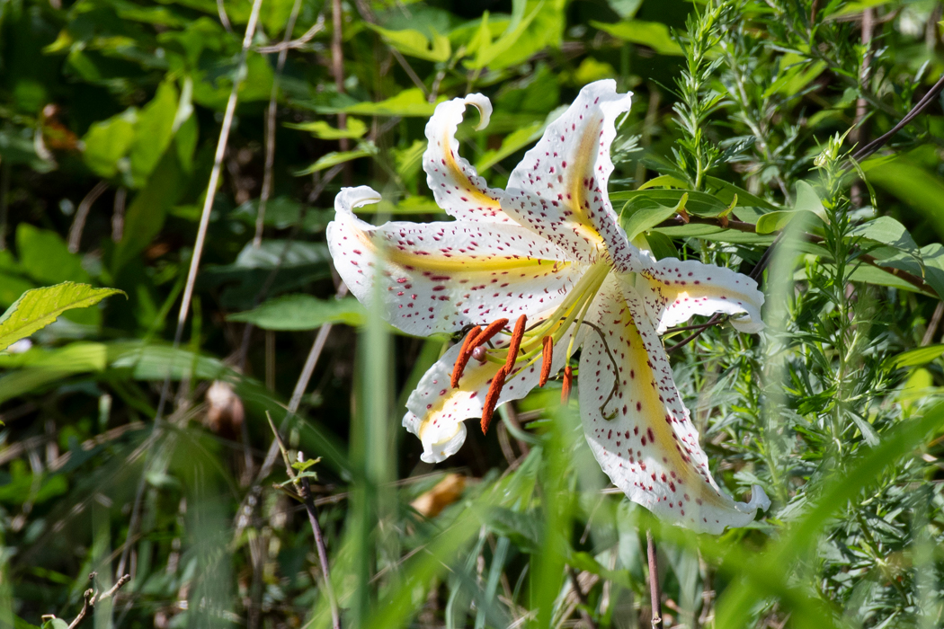 白く大きな花が目立っていました。