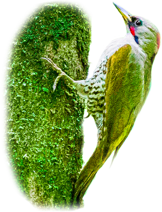 アオゲラのページ