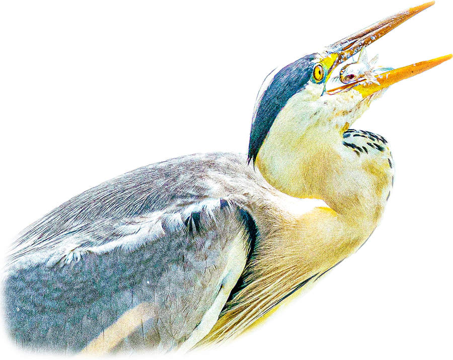 アオサギのページ