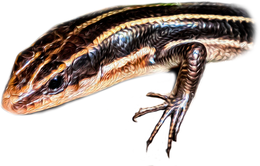 ヒガシニホントカゲのページ