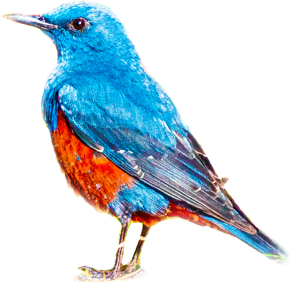 イソヒヨドリのページ