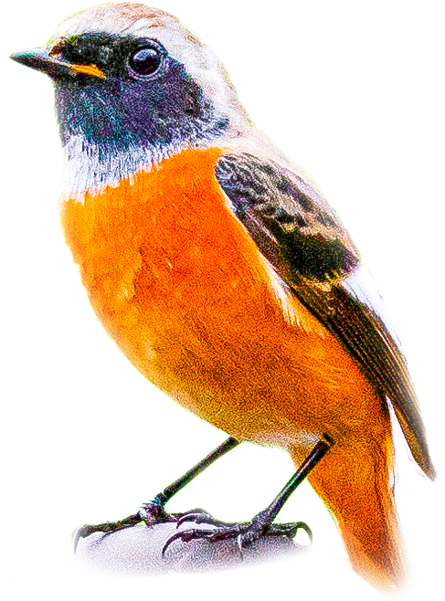 ジョウビタキのページ