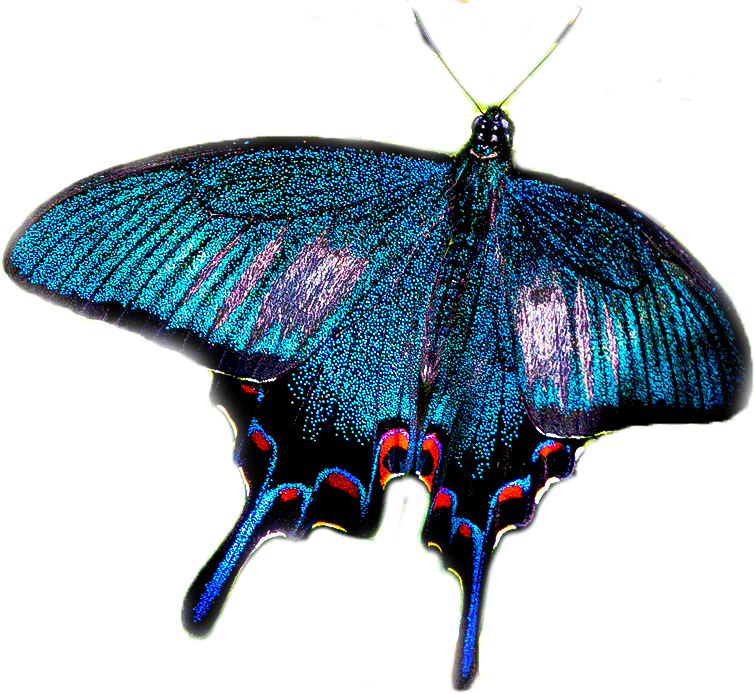 カラスアゲハのページ