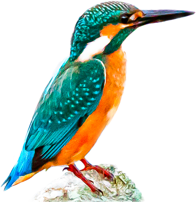 カワセミのページ