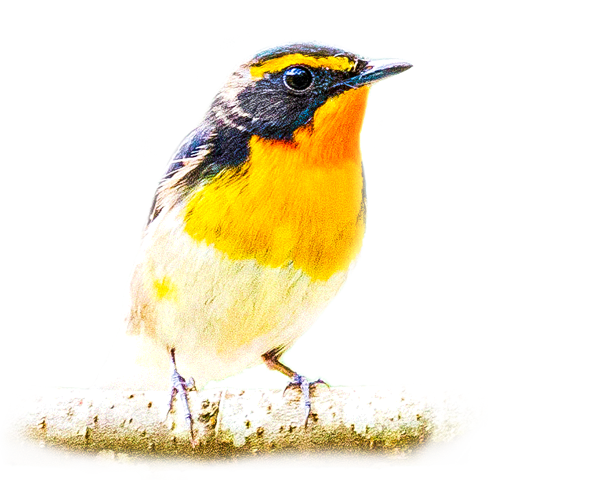 キビタキのページ