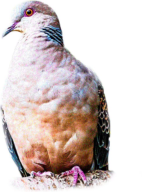 キジバトのページ