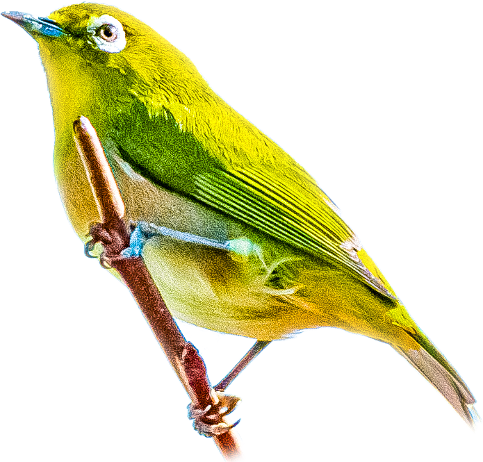 メジロのページ