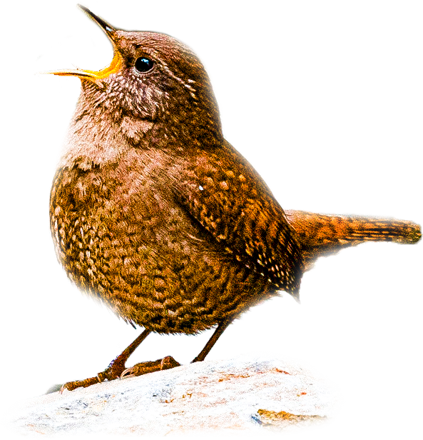 ミソサザイのページ