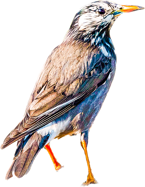 ムクドリのページ