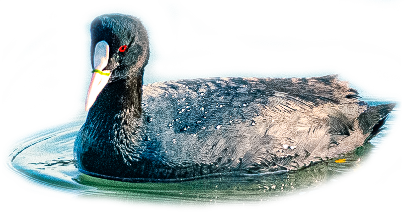 オオバンのページ