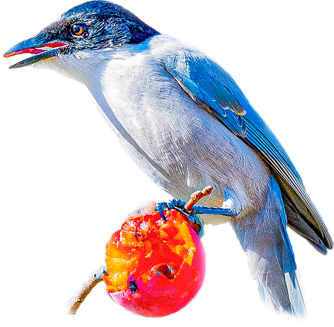 オナガのページ