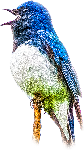 オオルリのページ