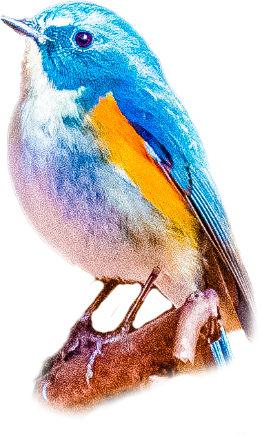 ルリビタキのページ