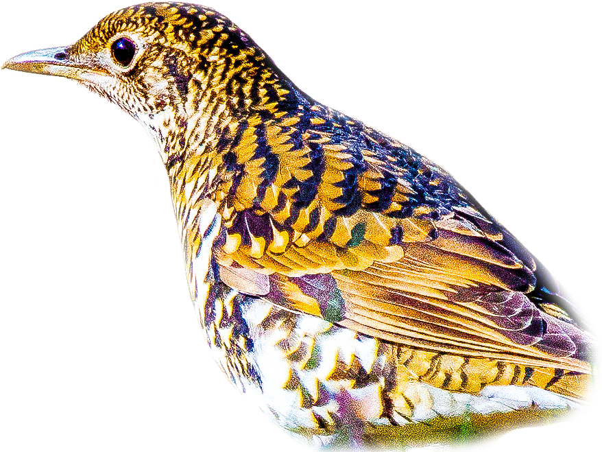 トラツグミのページ