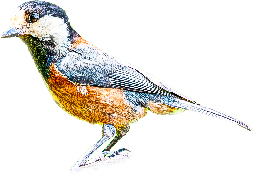 ヤマガラのページ