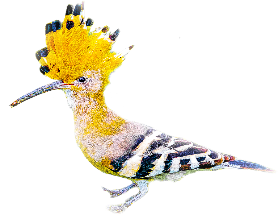 ヤツガシラのページ