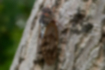 Picture of Large Brown Cicada1｜Opaque brown wings.