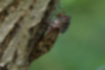 Picture of Large Brown Cicada2｜Resting on a trunk.