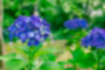 アジサイの写真1｜紫の花が咲いていました。