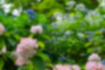 アジサイの写真2｜何十種類ものアジサイが咲いていました