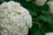 Free images of Hydrangea｜「A large white hydrangea.」