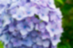 アジサイの写真4｜ピンクと紫のグラデーションが美しいです。
