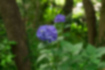 アジサイの写真5｜木立の中で咲いていました。